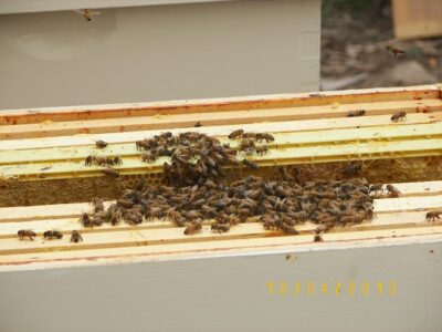 A Beekeeper’s Short Story Image